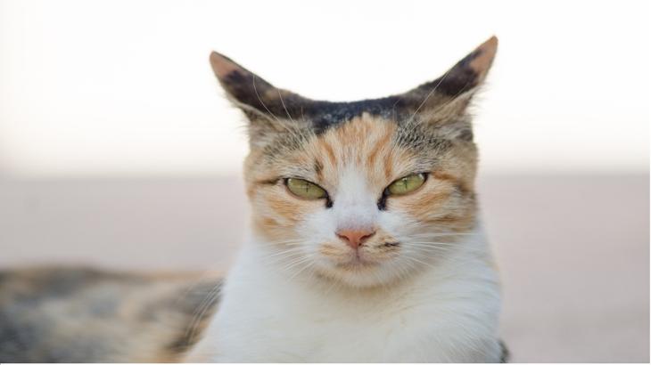 【ドル円】グランビルの法則を意識して買ってみる　ただしFOMC後はうまくゆかず